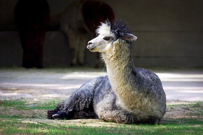 動物園,動物