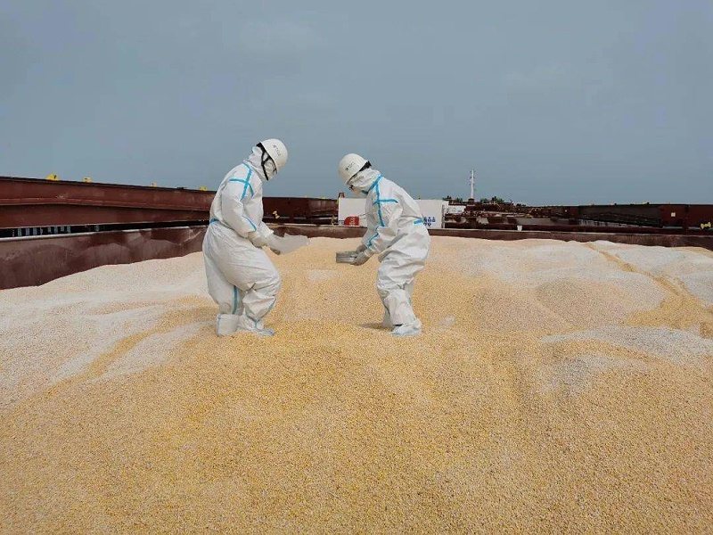 海關查獲糧食下腳料